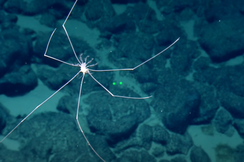 Googly-Eyed Stubby Squid | Nautilus Live